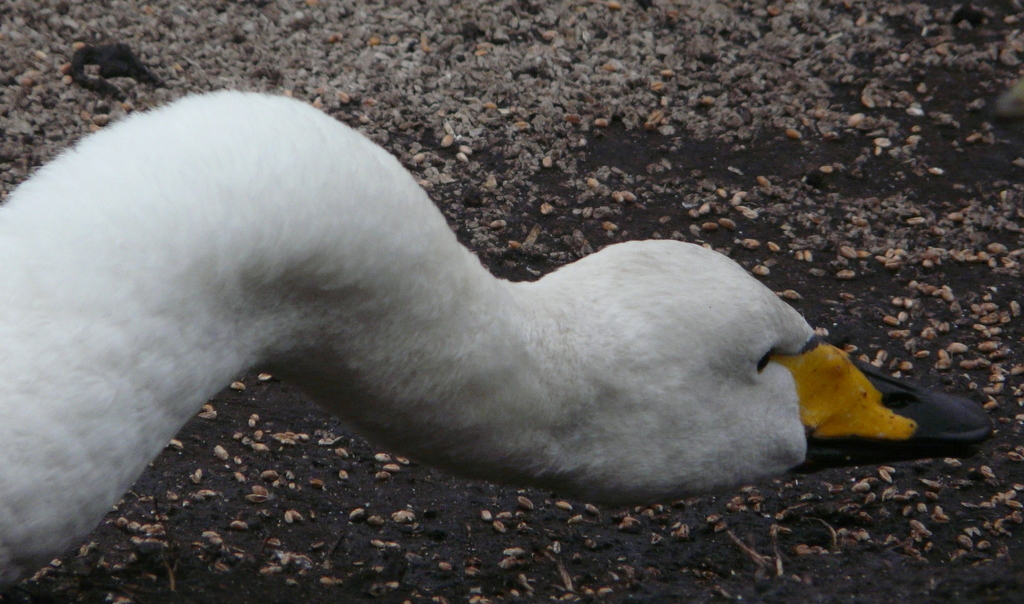 Image of Whooper Swan
