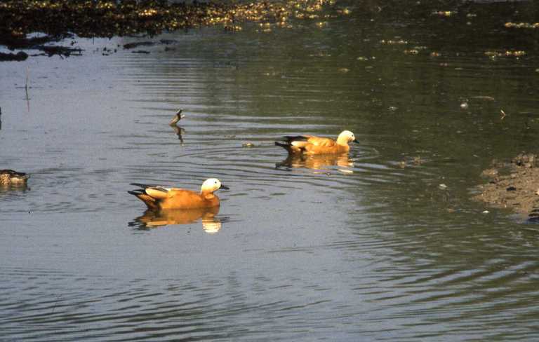 Image of Ruddy Shelduck