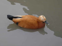 Image of Ruddy Shelduck