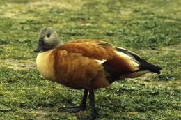 Image of Cape Shelduck