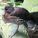 Image of Spotted Whistling Duck