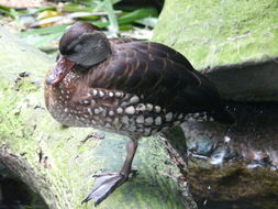 Image of Spotted Whistling Duck