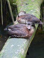 Image of Spotted Whistling Duck