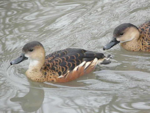 Image of Wandering Whistling Duck