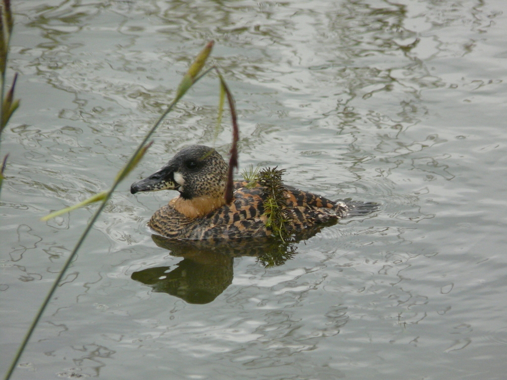 Image of White-backed Duck