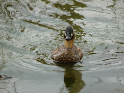 Image of White-backed Duck