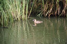 Image of White-backed Duck