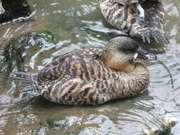 Image of White-backed Duck