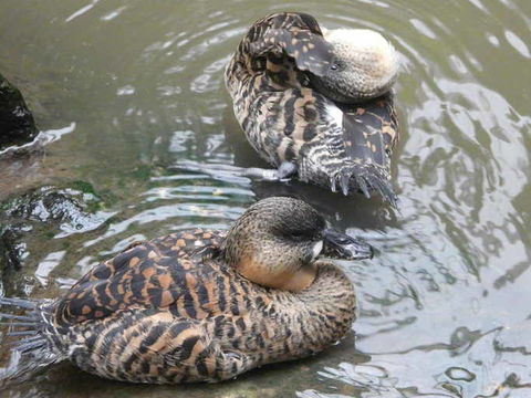 Image of White-backed Duck