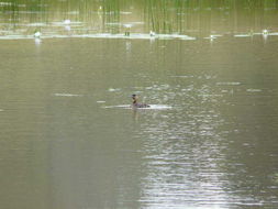 Image of White-backed Duck