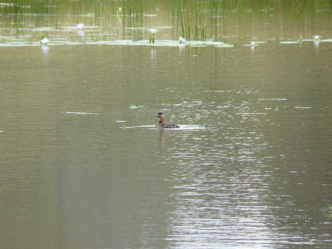 Image of White-backed Duck