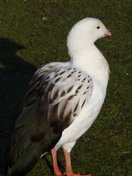 Image of Andean Goose