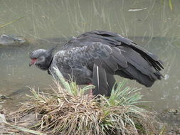 Image of Southern Screamer