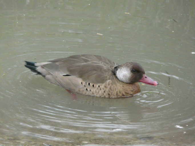 Image de Canard amazonette