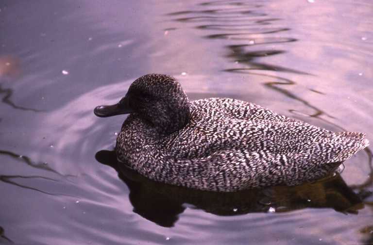 Image of Freckled Duck