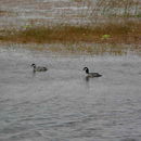 Image of Green Pygmy Goose