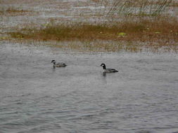 Image of Green Pygmy Goose