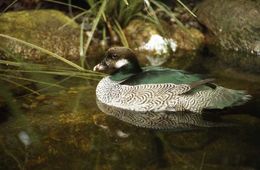 Image of Green Pygmy Goose