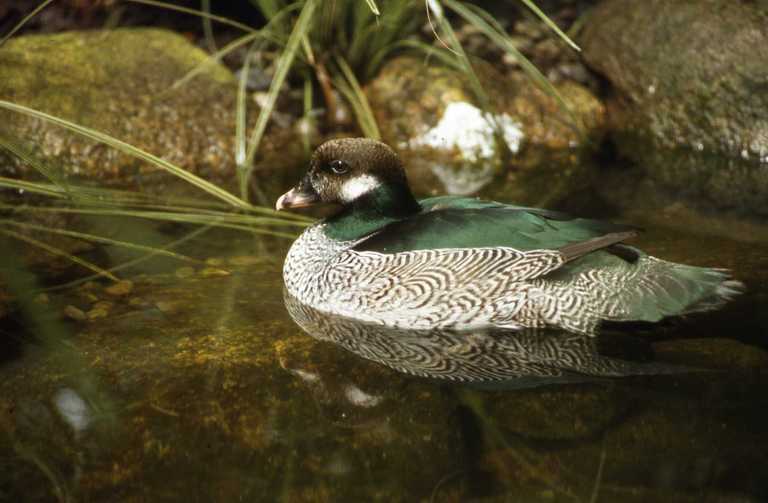 صورة Nettapus pulchellus Gould 1842