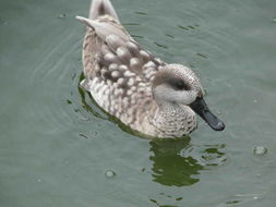 Image of Marbled Duck