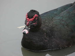 Image of Muscovy Duck