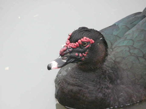 Image of Muscovy Duck