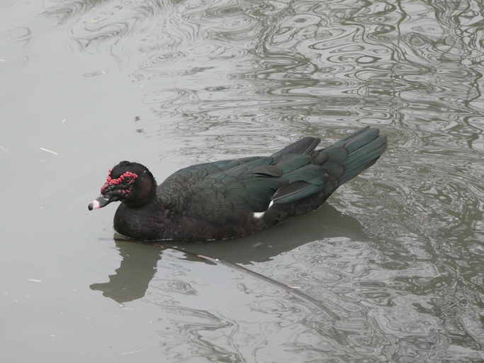 Imagem de Cairina moschata (Linnaeus 1758)