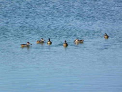 Image of Pink-eared Duck