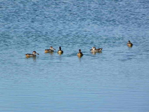 Image of Pink-eared Duck