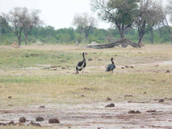 Image of Spur-winged Goose