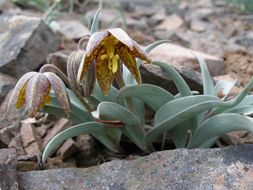 Image of Siskiyou fritillary