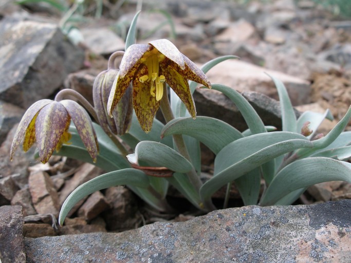 Image of Siskiyou fritillary