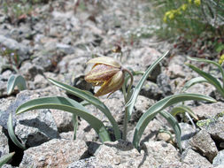 Image of Siskiyou fritillary