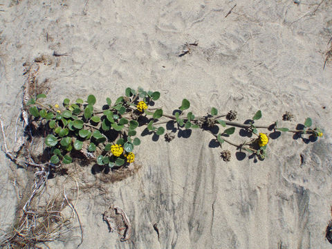 Sivun Abronia latifolia Eschsch. kuva