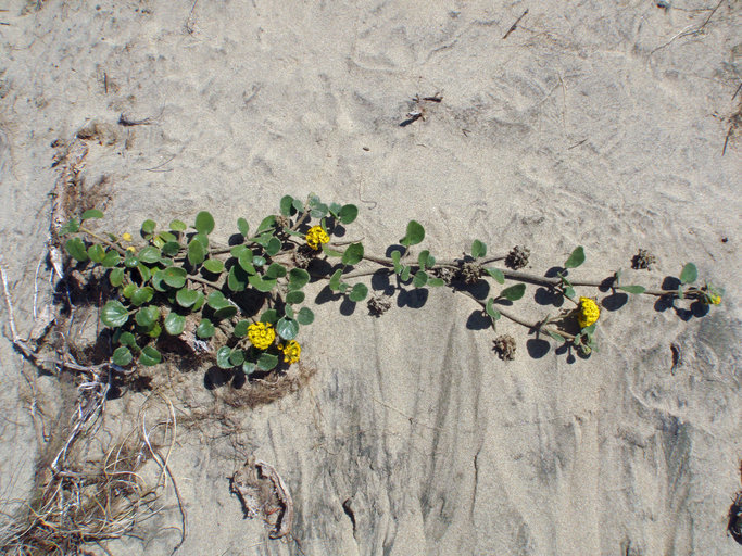 Image of coastal sand verbena