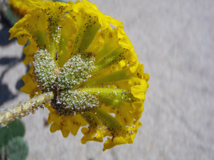 Image of coastal sand verbena