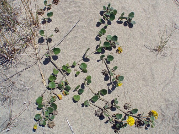 Image of coastal sand verbena