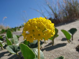 Image of coastal sand verbena