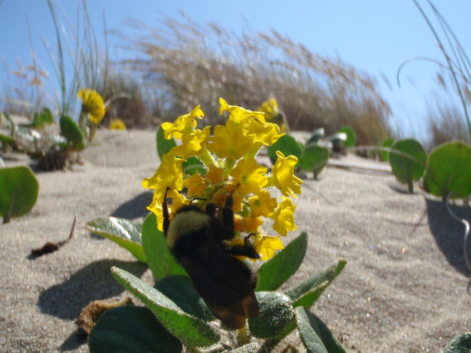 Image of coastal sand verbena