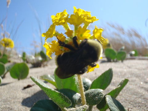 Sivun Abronia latifolia Eschsch. kuva