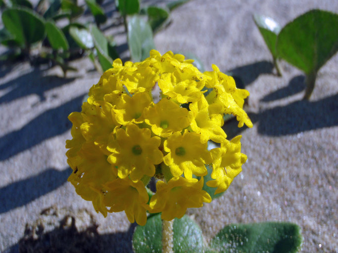 Image of coastal sand verbena