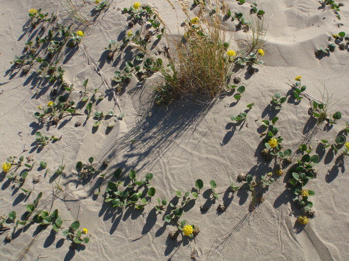 Image of coastal sand verbena