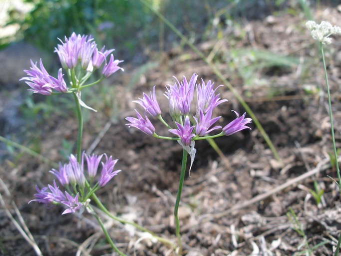 Image of Mexicali onion