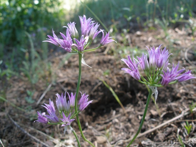 Image of Mexicali onion