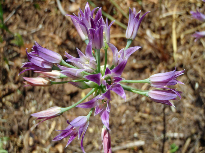 Image of Mexicali onion