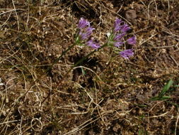 Image of Mexicali onion