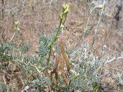 صورة Astragalus californicus (A. Gray) Greene