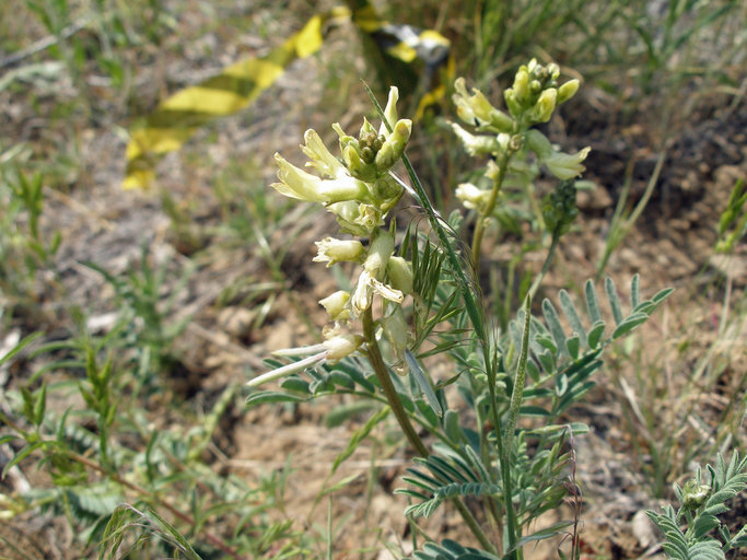 صورة Astragalus californicus (A. Gray) Greene