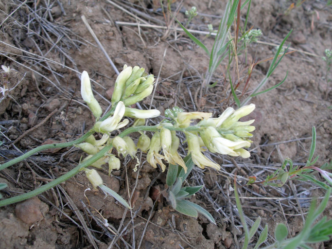 صورة Astragalus californicus (A. Gray) Greene