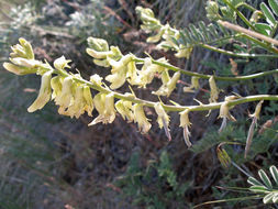 صورة Astragalus californicus (A. Gray) Greene